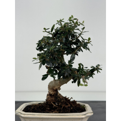 Olea europaea sylvestris I-8767 view 3