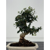 Olea europaea sylvestris -olivo acebuche- I-8767 vista 3
