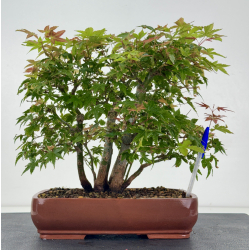 Acer palmatum yamamomiji I-8768