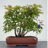 Acer palmatum yamamomiji I-8768