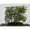 Acer palmatum yamamomiji I-8768 view 2