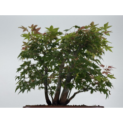 Acer palmatum yamamomiji I-8768 view 3