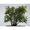 Acer palmatum yamamomiji I-8768 view 3