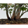 Acer palmatum yamamomiji I-8768 view 4