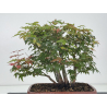 Acer palmatum yamamomiji I-8768 view 5