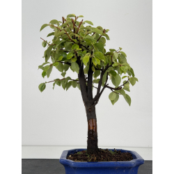 Pseudocydonia sinensis I-8769 vista 3