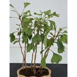 Ginkgo biloba I-8770 vista 2