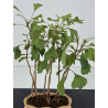 Ginkgo biloba I-8770 vista 2