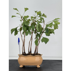 Ginkgo biloba I-8770