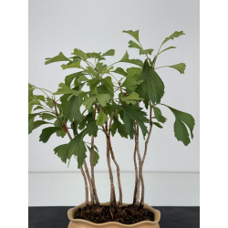 Ginkgo biloba I-8770 vista 3