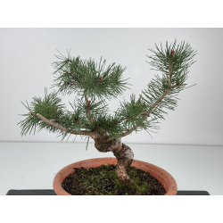 Pinus sylvestris I-8771 view 2