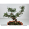 Pinus sylvestris I-8771 view 2