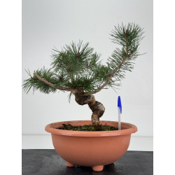Pinus sylvestris -pino s- europeo- I-8771