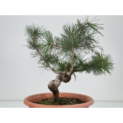 Pinus sylvestris -pino s- europeo- I-8771 vista 3