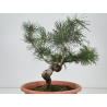 Pinus sylvestris I-8771 view 3