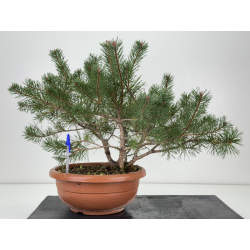 Pinus sylvestris -pino s- europeo- I-8772