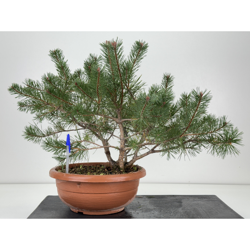 Pinus sylvestris I-8772