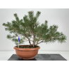 Pinus sylvestris -pino s- europeo- I-8772