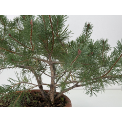 Pinus sylvestris I-8772 view 2