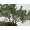 Pinus sylvestris I-8772 view 2