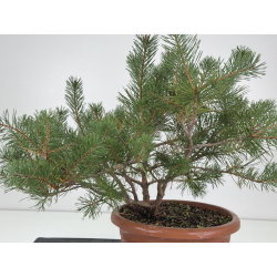 Pinus sylvestris -pino s- europeo- I-8772 vista 3