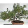 Pinus sylvestris -pino s- europeo- I-8772 vista 3