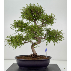 Ulmus -olmo- parvifolia I-8773
