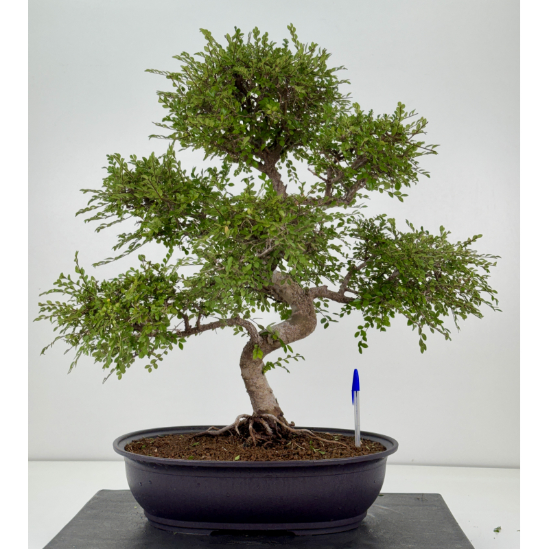 Ulmus -olmo- parvifolia I-8773