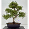 Ulmus parvifolia I-8773
