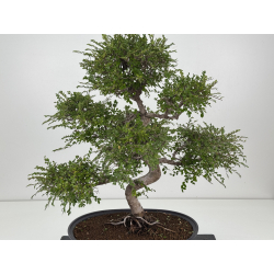 Ulmus -olmo- parvifolia I-8773 vista 2