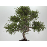Ulmus -olmo- parvifolia I-8773 vista 3