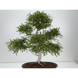 Ulmus parvifolia I-8773 view 4
