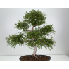 Ulmus -olmo- parvifolia I-8773 vista 4