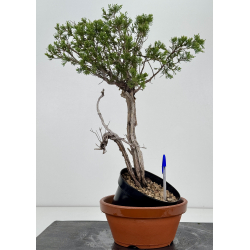 Juniperus sabina I-8774