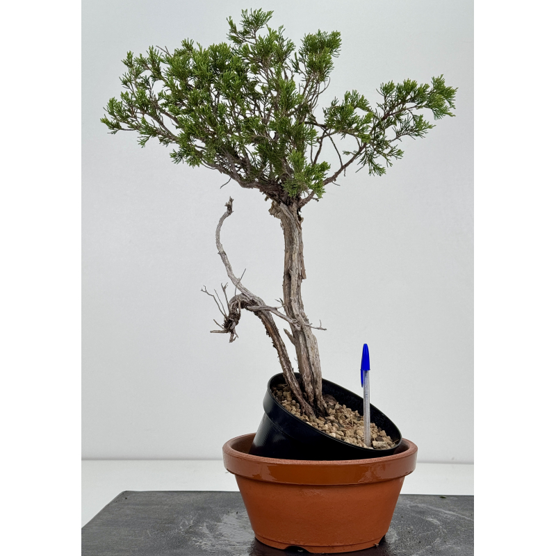 Juniperus sabina I-8774