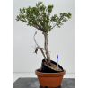 Juniperus sabina I-8774