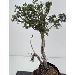 Juniperus sabina -sabina rastrera-  I-8774 vista 2