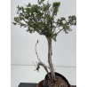 Juniperus sabina -sabina rastrera-  I-8774 vista 2