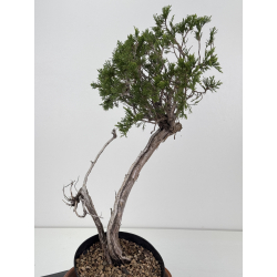 Juniperus sabina -sabina rastrera-  I-8774 vista 3