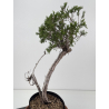 Juniperus sabina I-8774 view 3