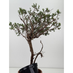 Juniperus sabina -sabina rastrera-  I-8774 vista 4