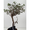 Juniperus sabina I-8774 view 4