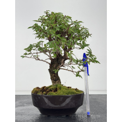 Zelkova nire I-8775