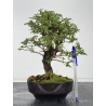 Zelkova nire I-8775