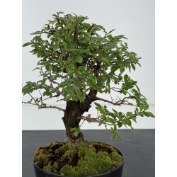 Zelkova nire I-8775 vista 2