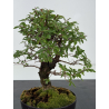 Zelkova nire I-8775 vista 2