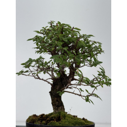 Zelkova nire I-8775 vista 3
