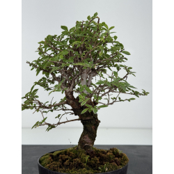 Zelkova nire I-8775 vista 4
