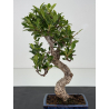Ficus retusa I-8776 view 2