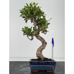 Ficus retusa I-8776